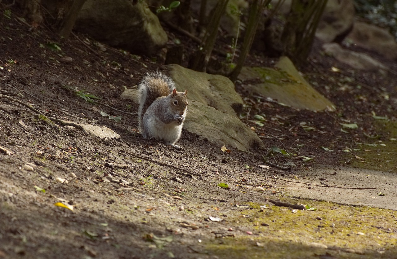 squirrel  wildlife  animal free photo