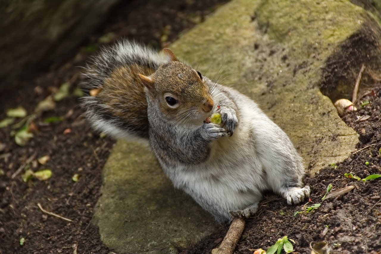 squirrel  wildlife  animal free photo