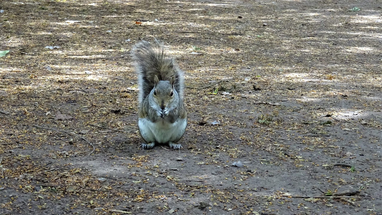 squirrel  park  nottingham free photo