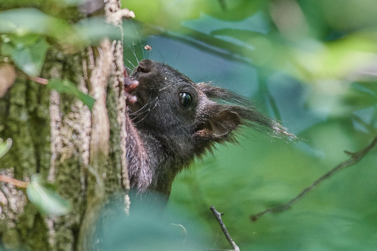 squirrel  tree  rodent free photo