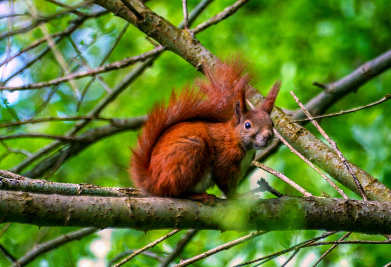 squirrel  branch  green free photo