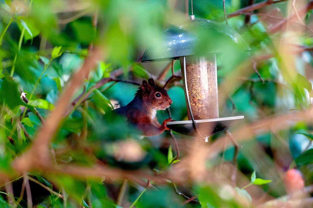 squirrel  rodent  nature free photo