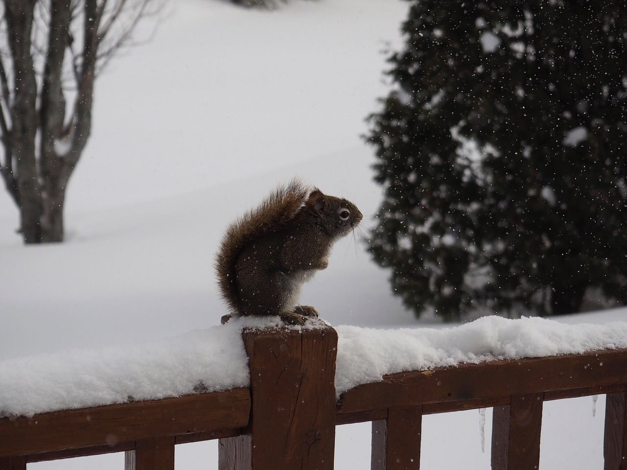 squirrel  animal  nature free photo