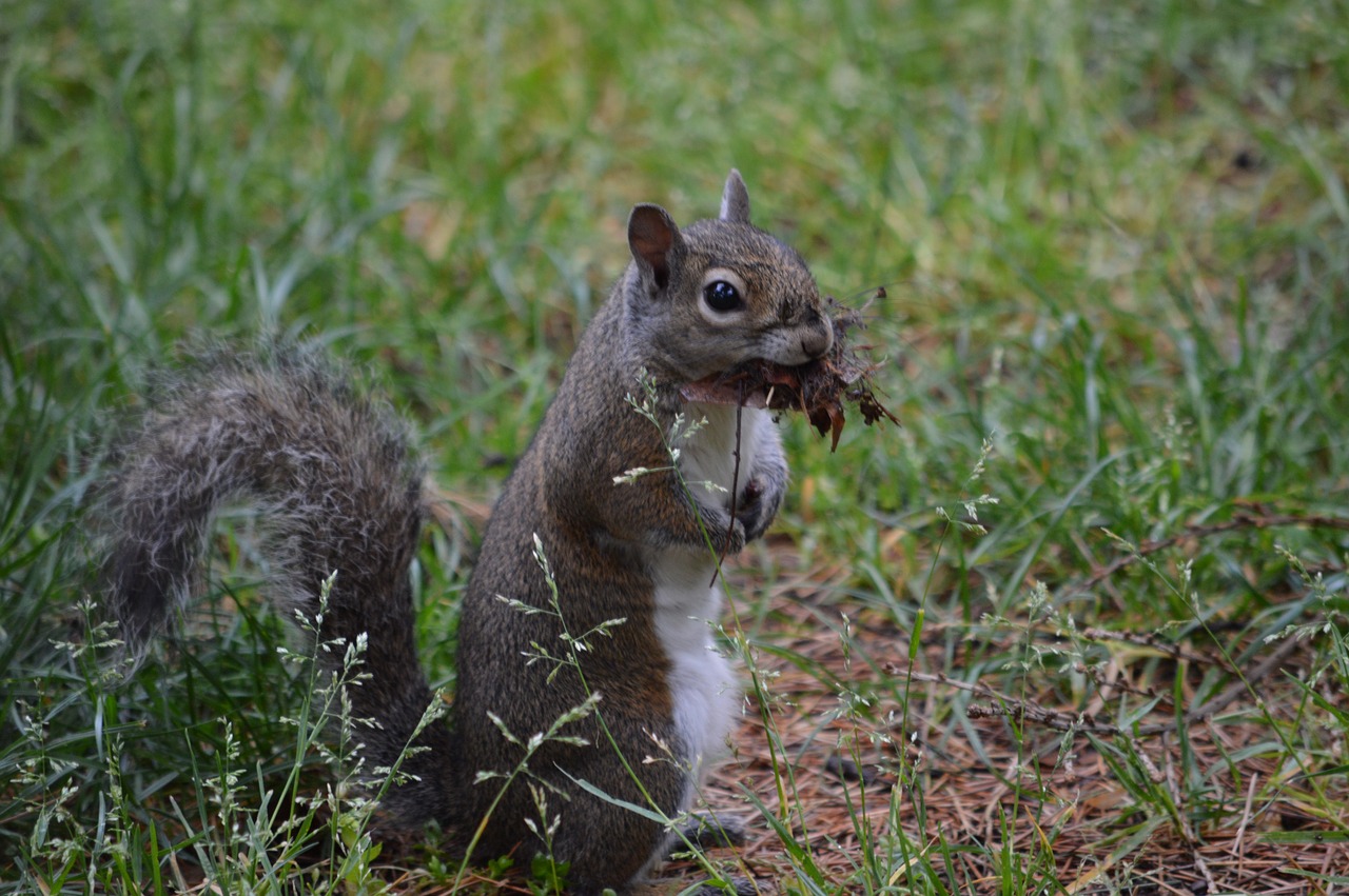 squirrel  forest  nature free photo