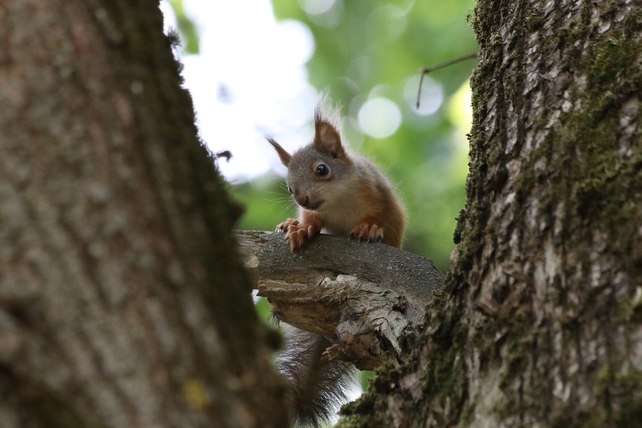 squirrel  little  wildlife photography free photo