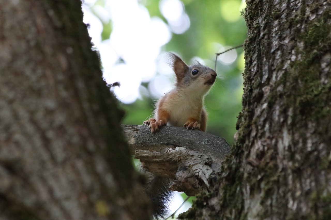 squirrel  tree  little free photo