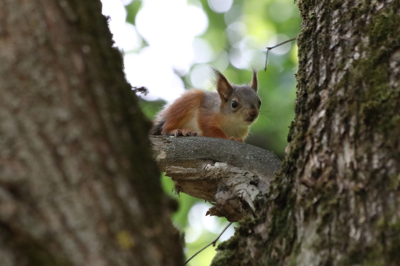 squirrel  little  tree free photo