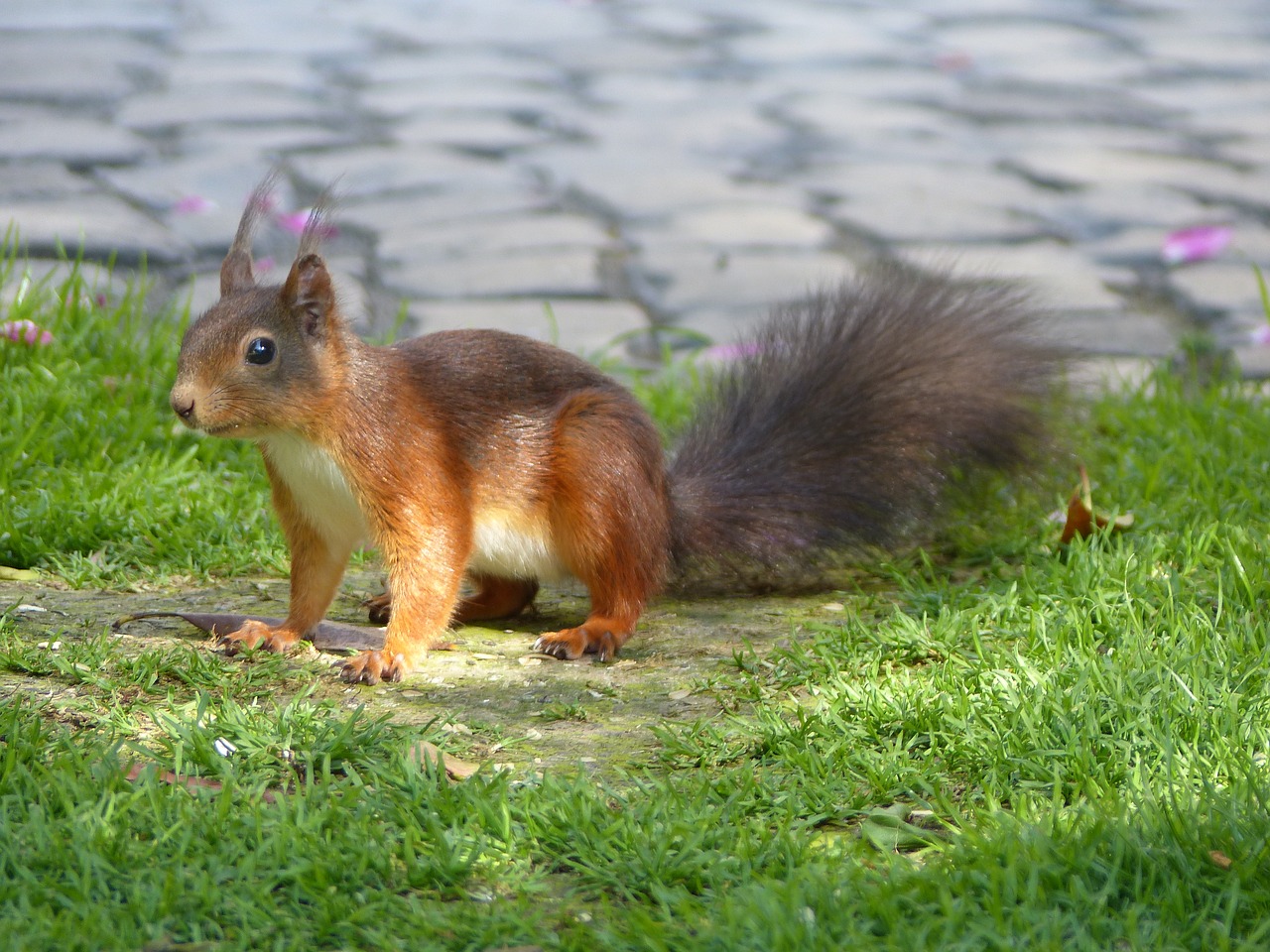 squirrel  rodent  animal free photo