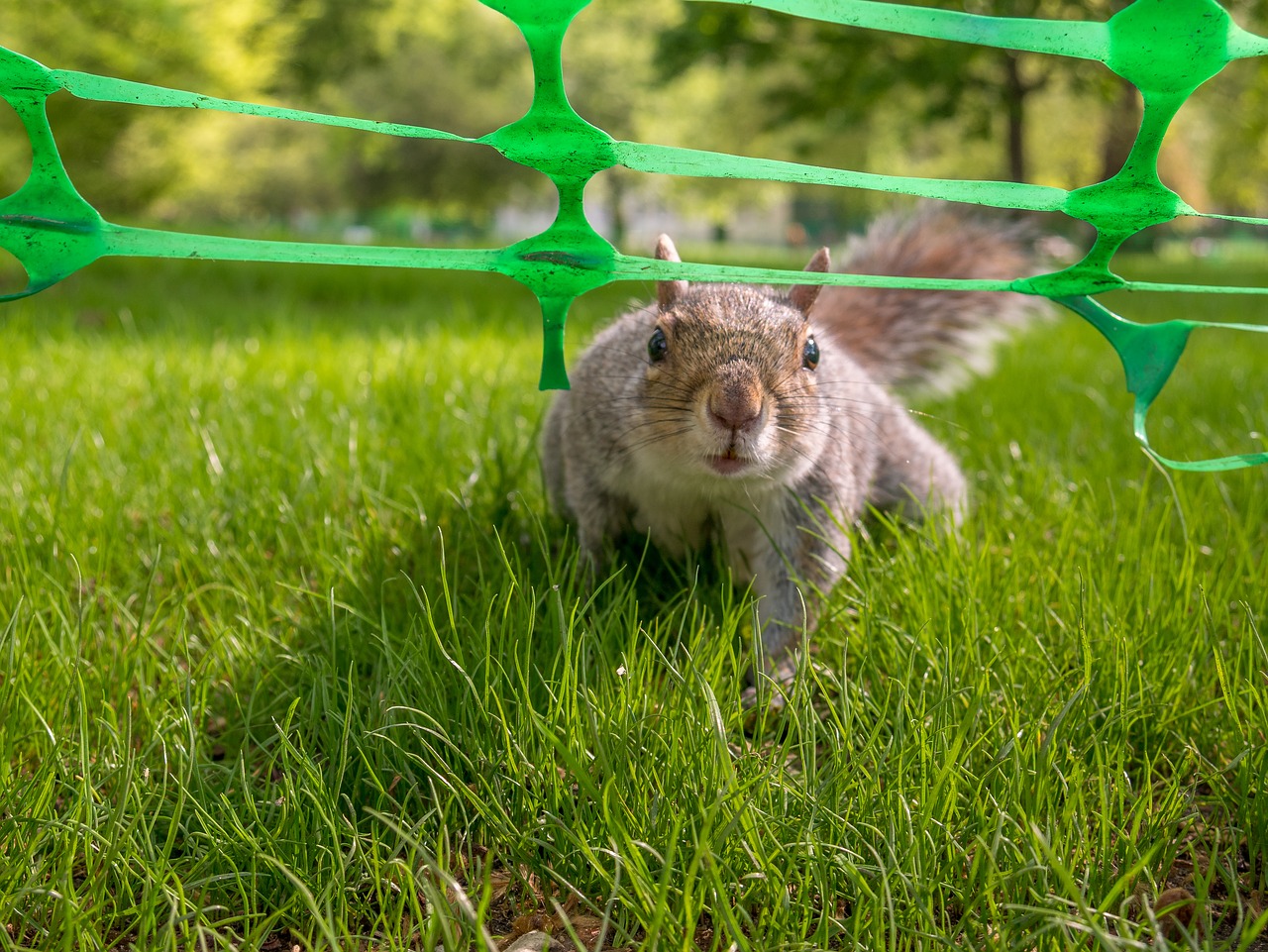 squirrel  animals  grass free photo