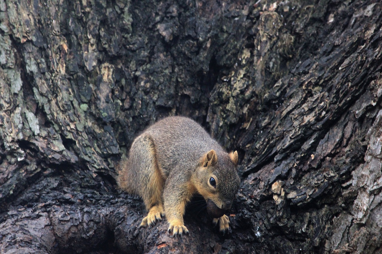 squirrel mammals rodent free photo