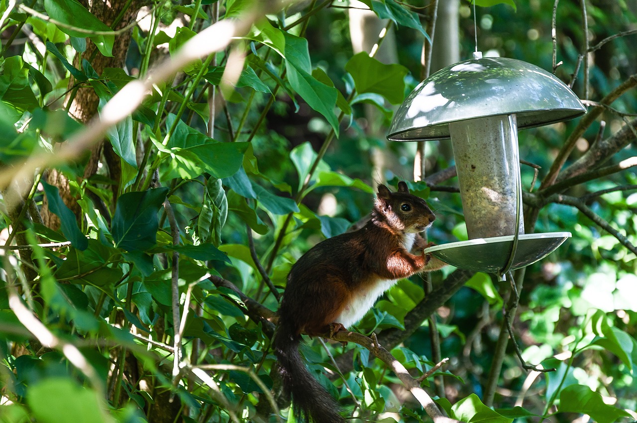 squirrel  rodent  foraging free photo