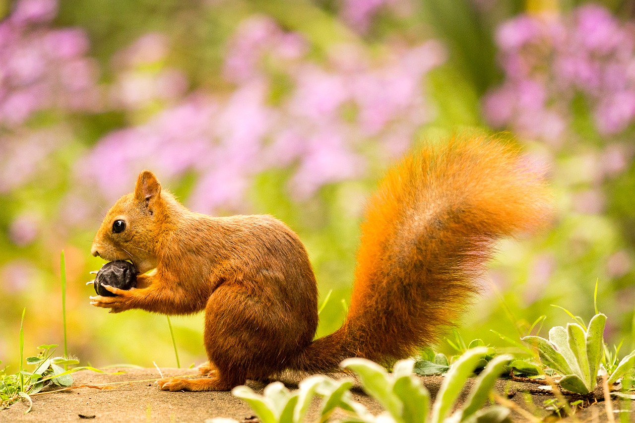 squirrel  nut  autumn free photo