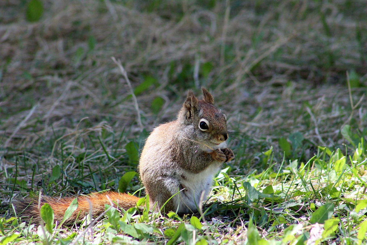 squirrel  eating  sitting free photo