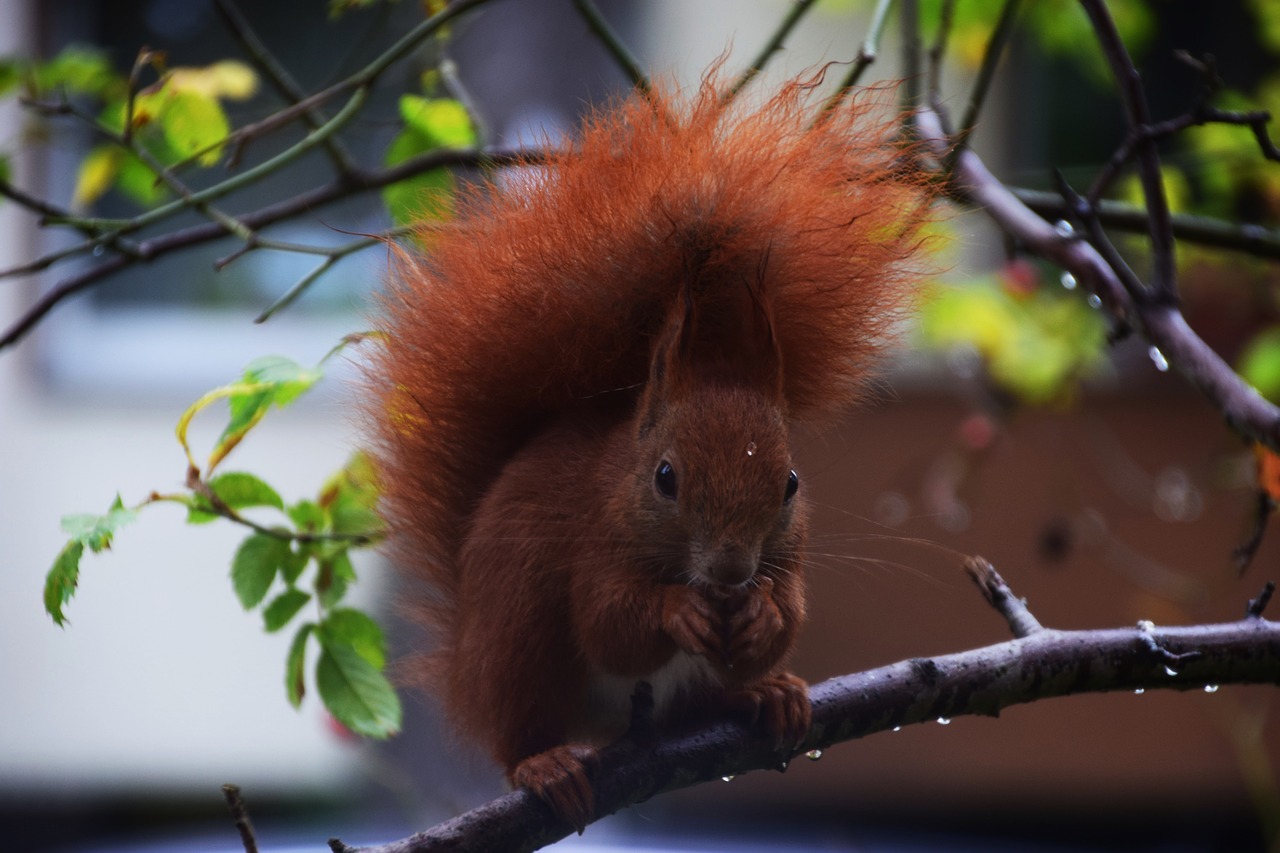 squirrel  animal  cute free photo