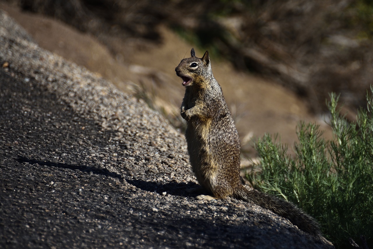 squirrel  nature  animal free photo