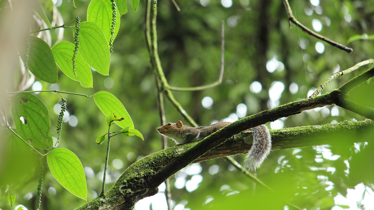 squirrel  mammal  rodent free photo