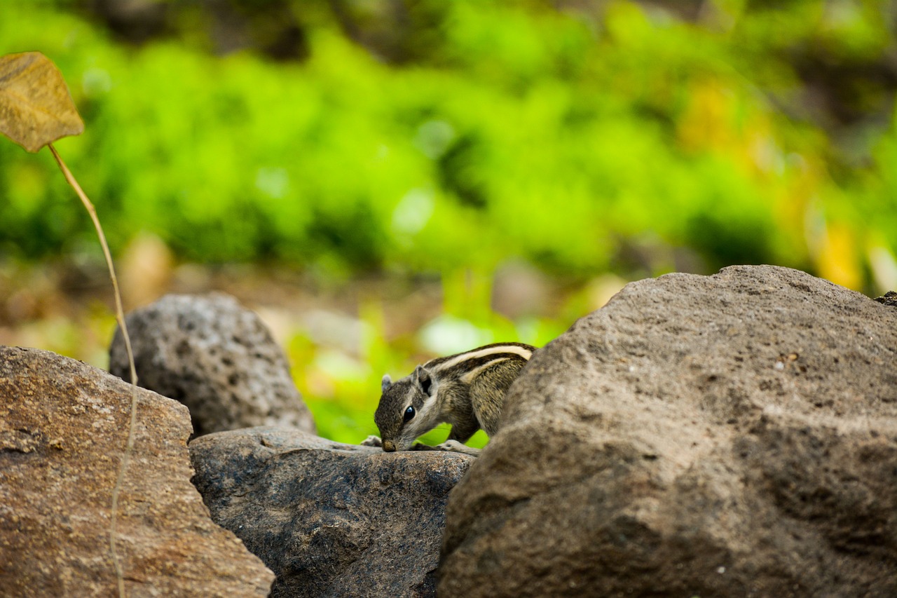 squirrel  nature  cute free photo