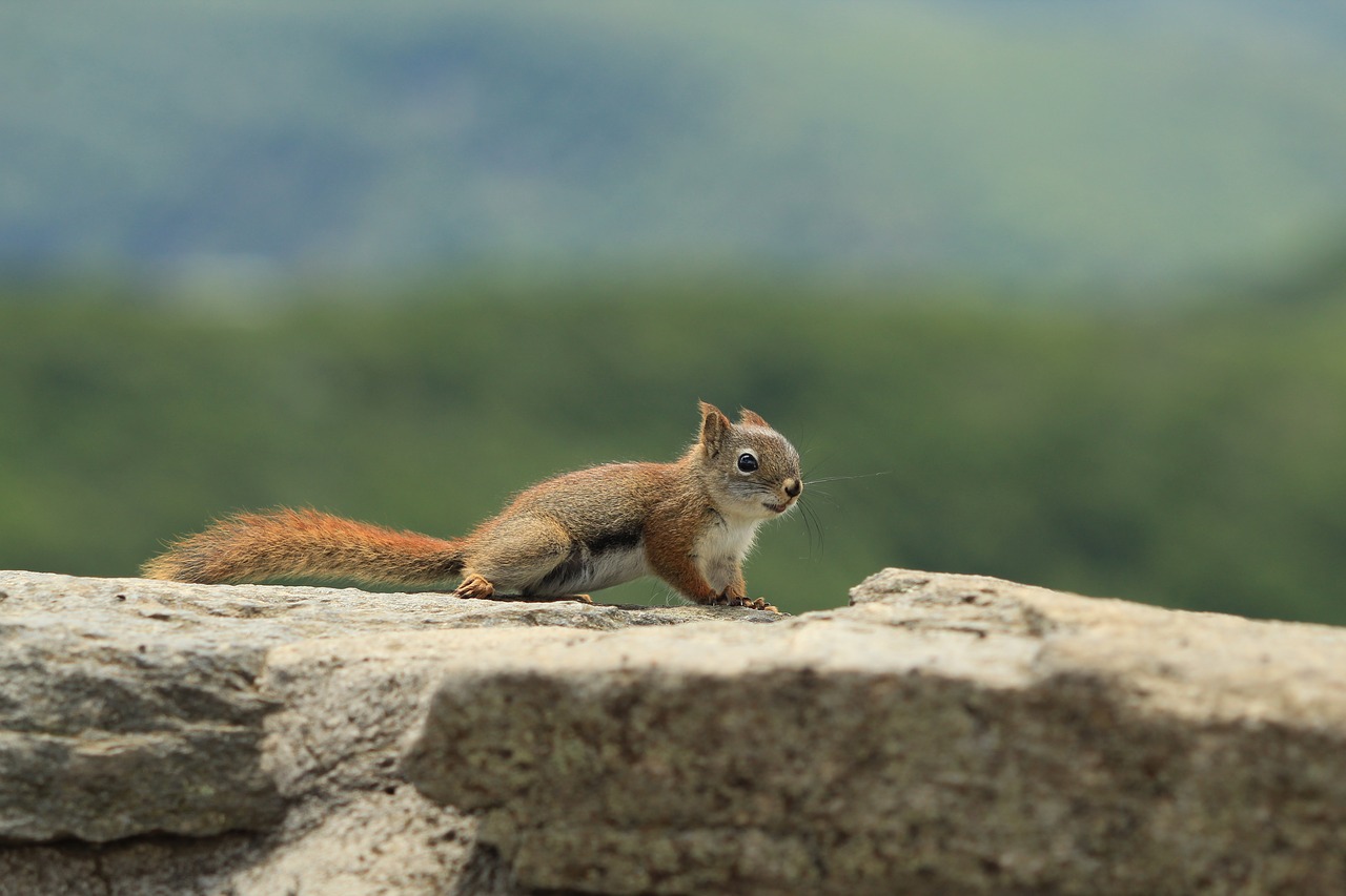 squirrel  animal  nature free photo