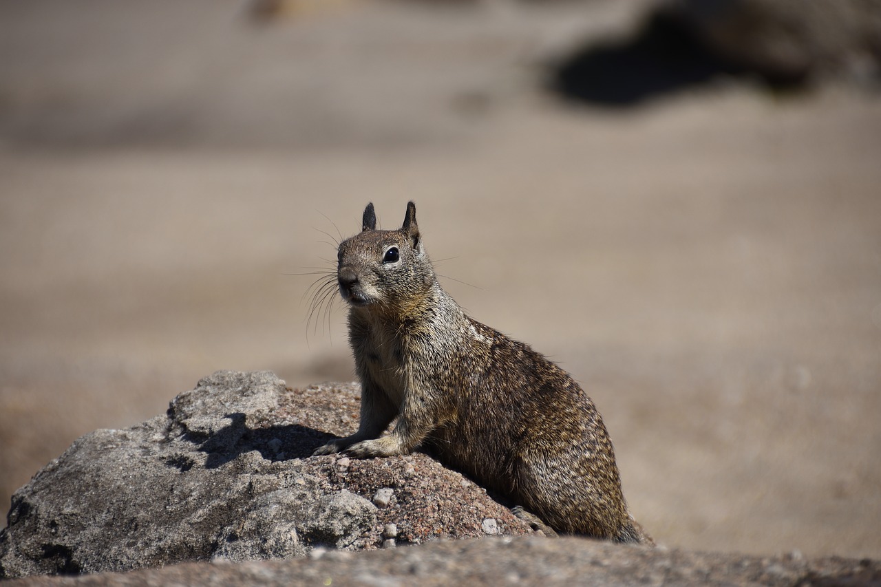 squirrel  nature  animal free photo