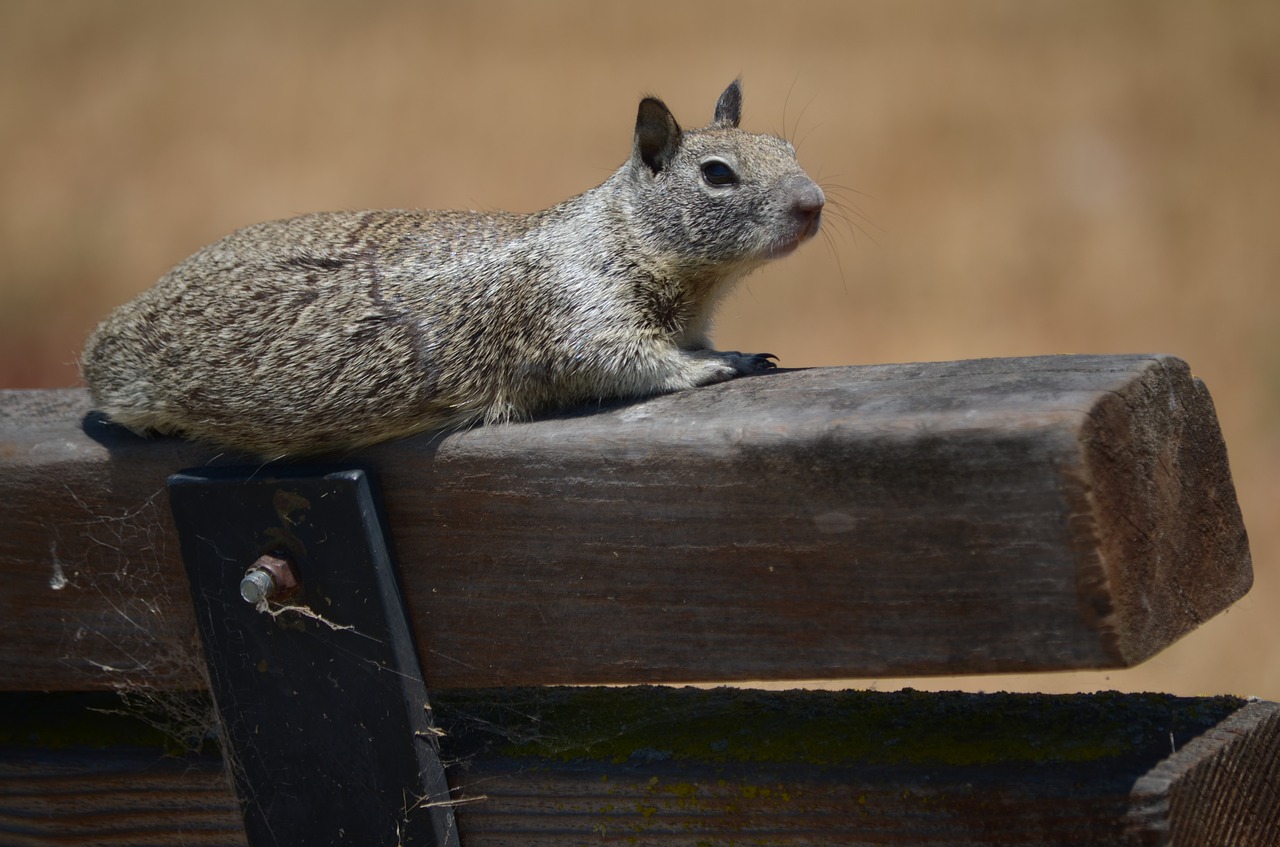 squirrel  waiting  watching free photo