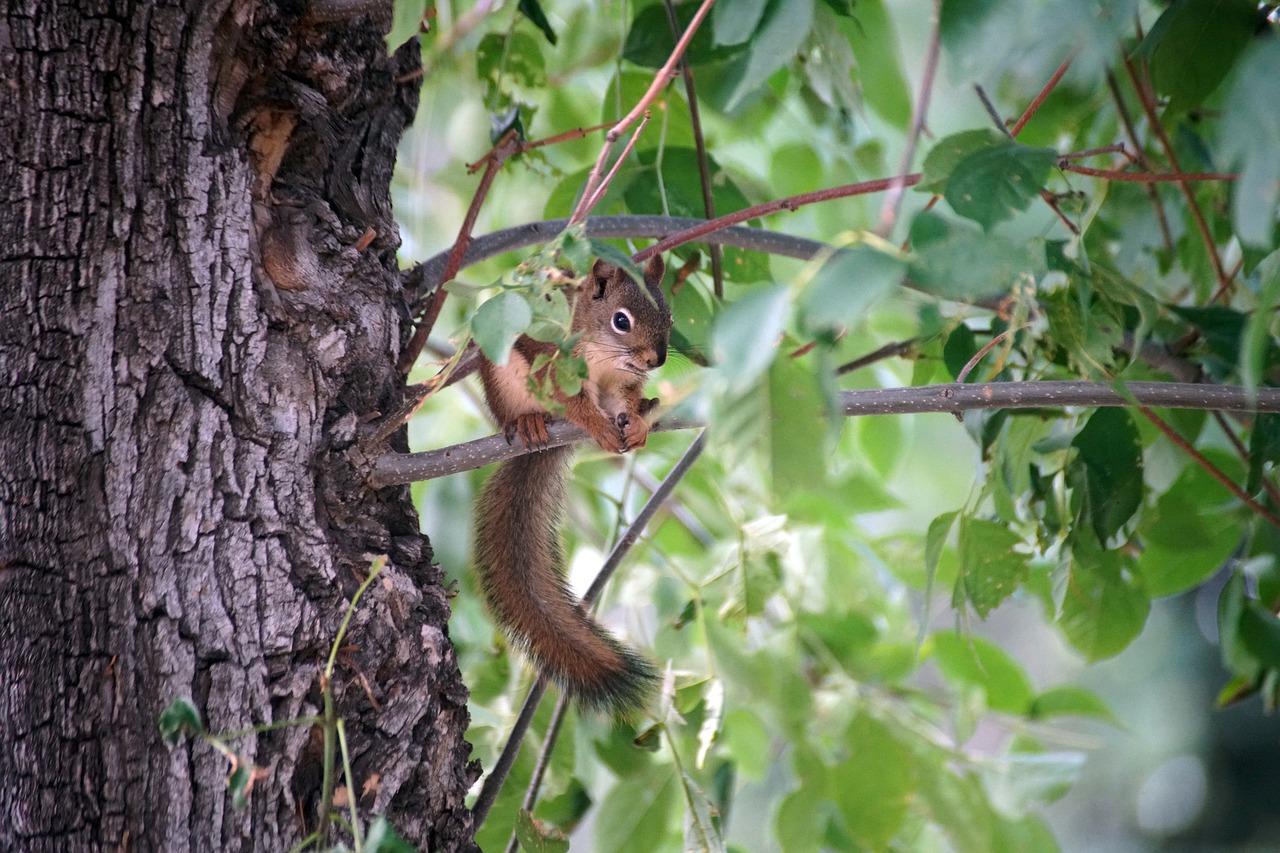 squirrel  tree  nature free photo