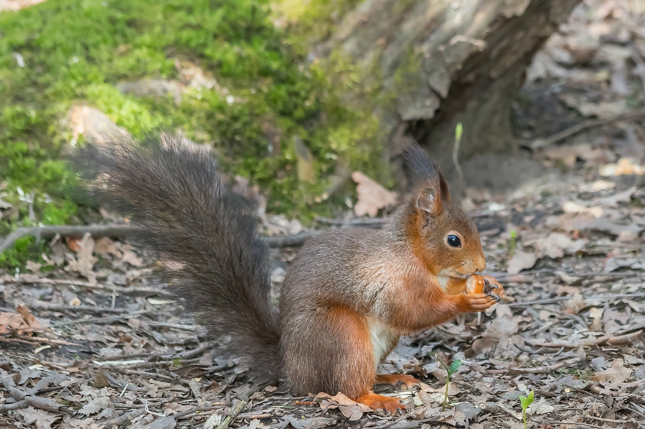 squirrel  forest  park free photo