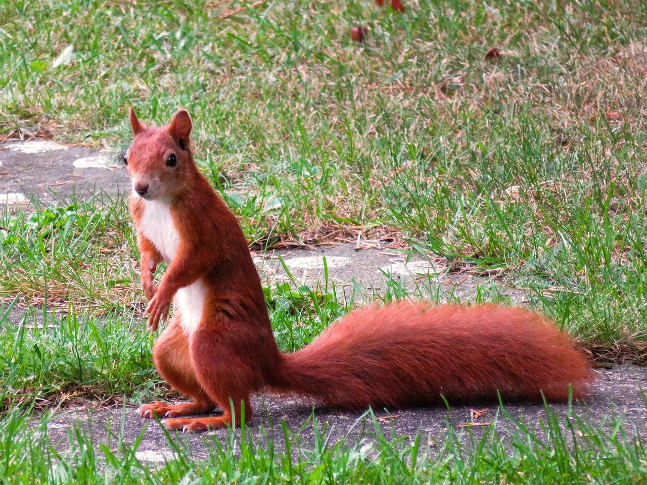 squirrel  animal  rodent free photo