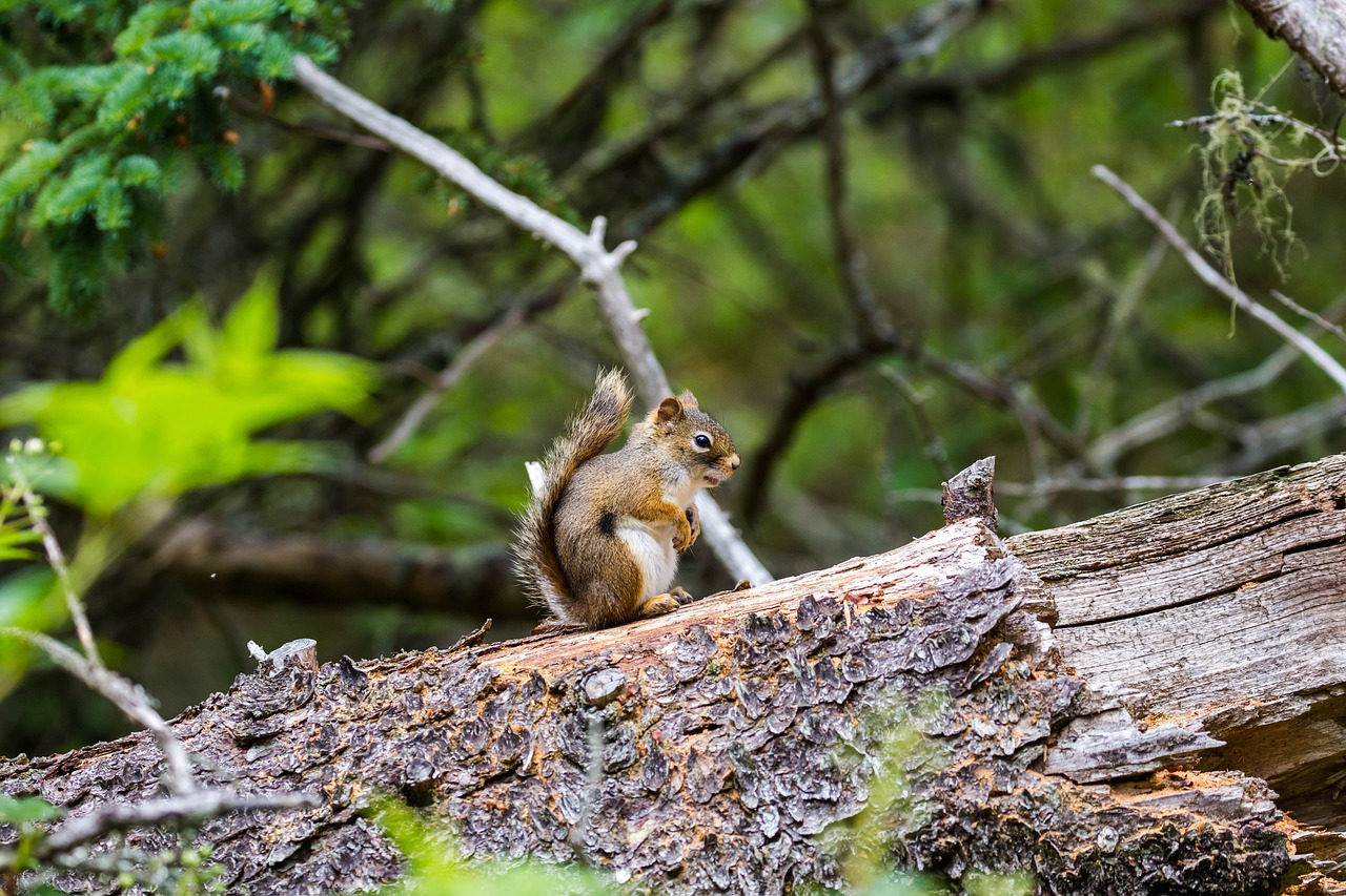 squirrel  mount  troco free photo