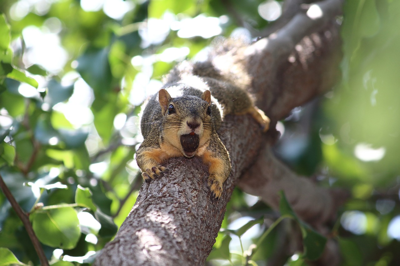 squirrel  nature  tree free photo