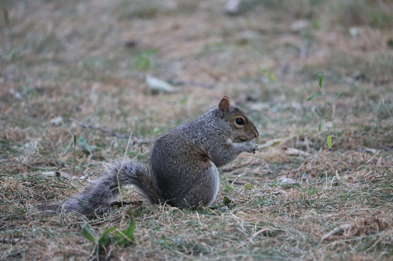 squirrel  park  nature free photo