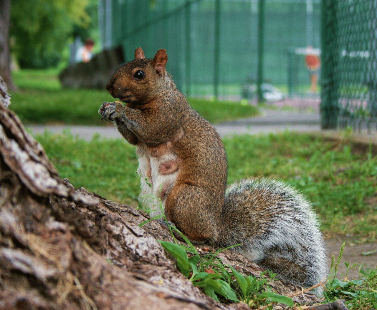 squirrel  mother  pregnant free photo