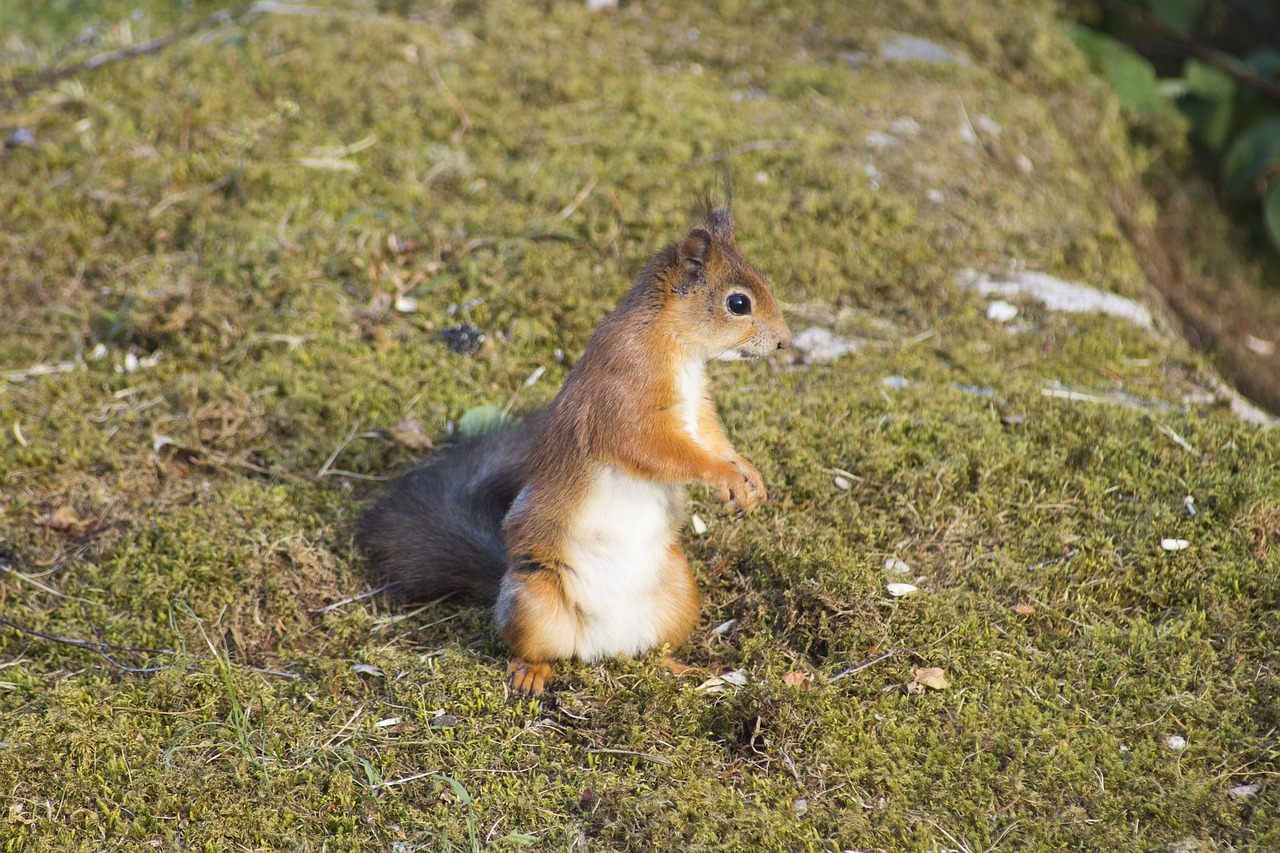 squirrel  animal  nager free photo