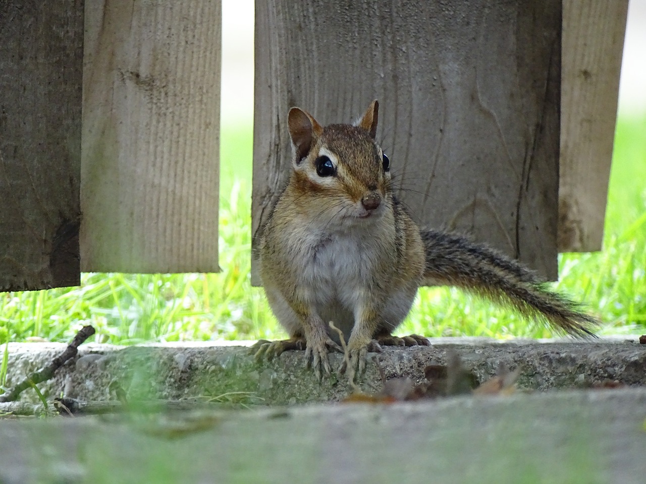 squirrel  animal  nature free photo