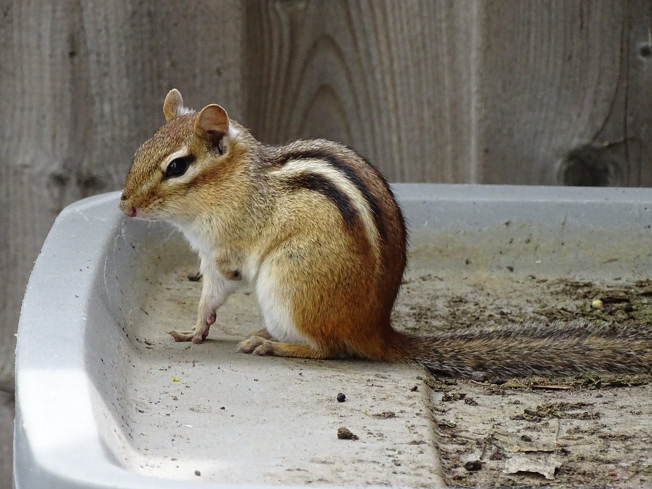 squirrel  animal  nature free photo