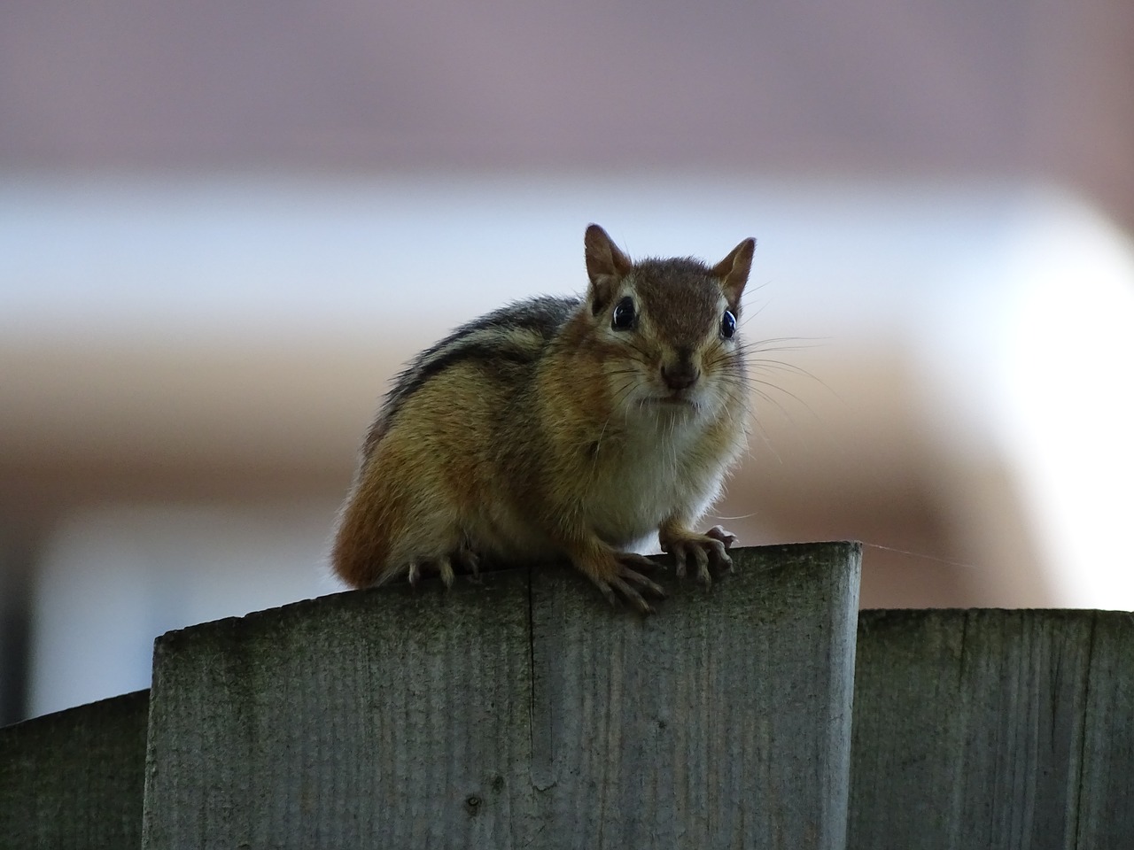 squirrel  animal  nature free photo