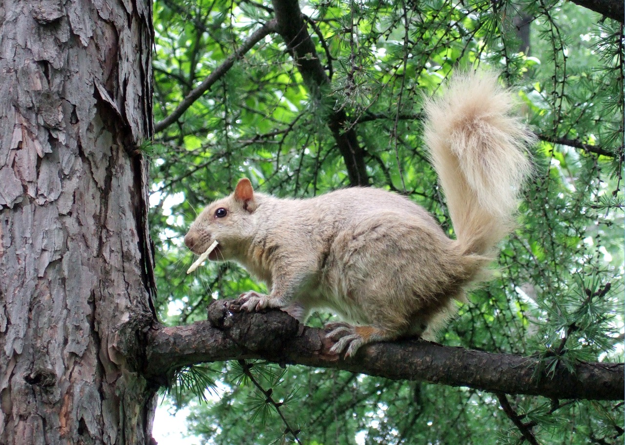 squirrel  tree  white squirrel free photo