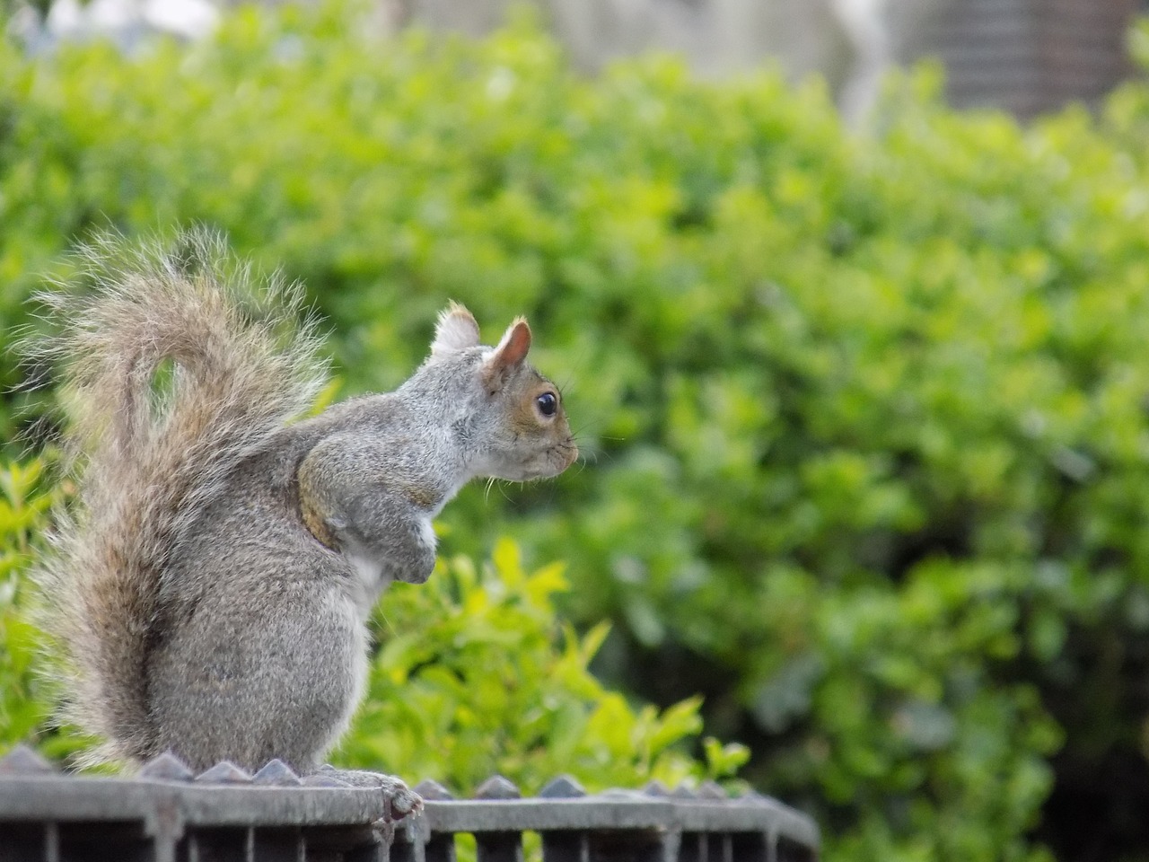 squirrel  cute  animal free photo