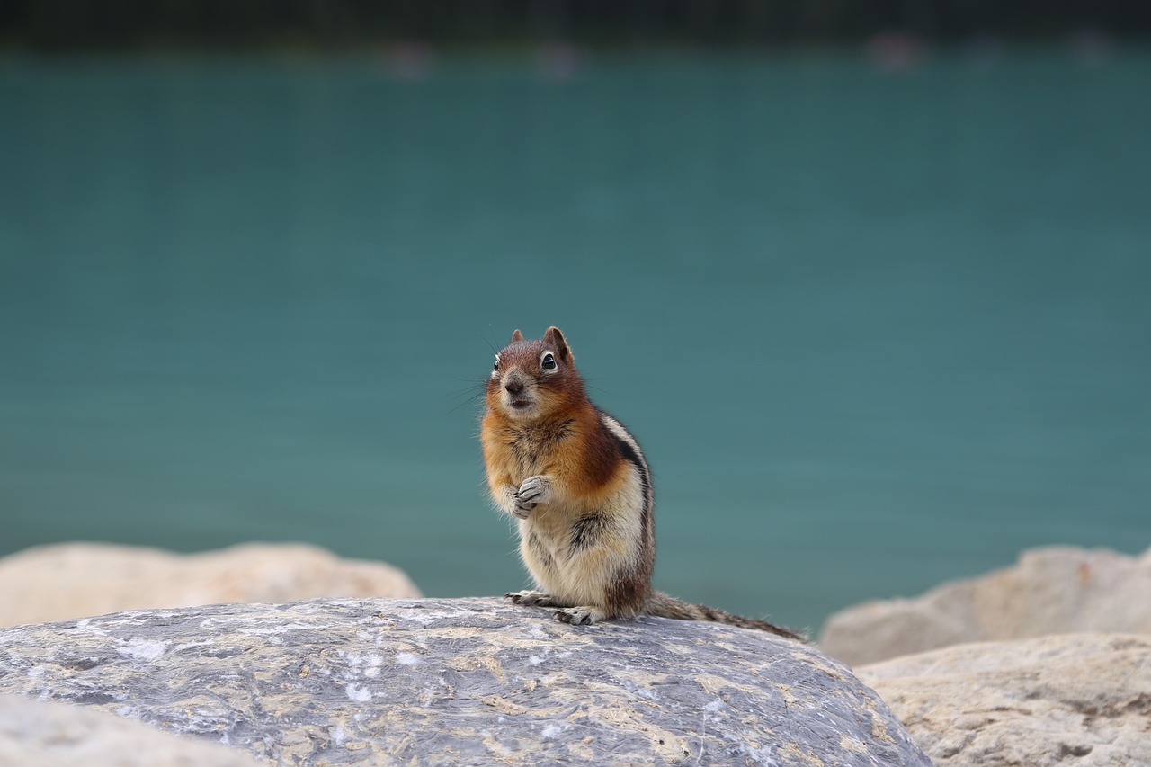 squirrel  clean console memory  animal free photo