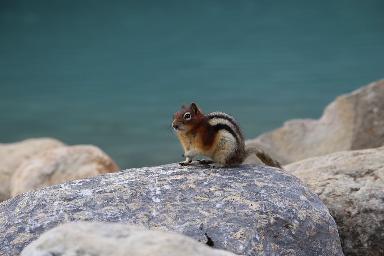 squirrel  clean console memory  animal free photo