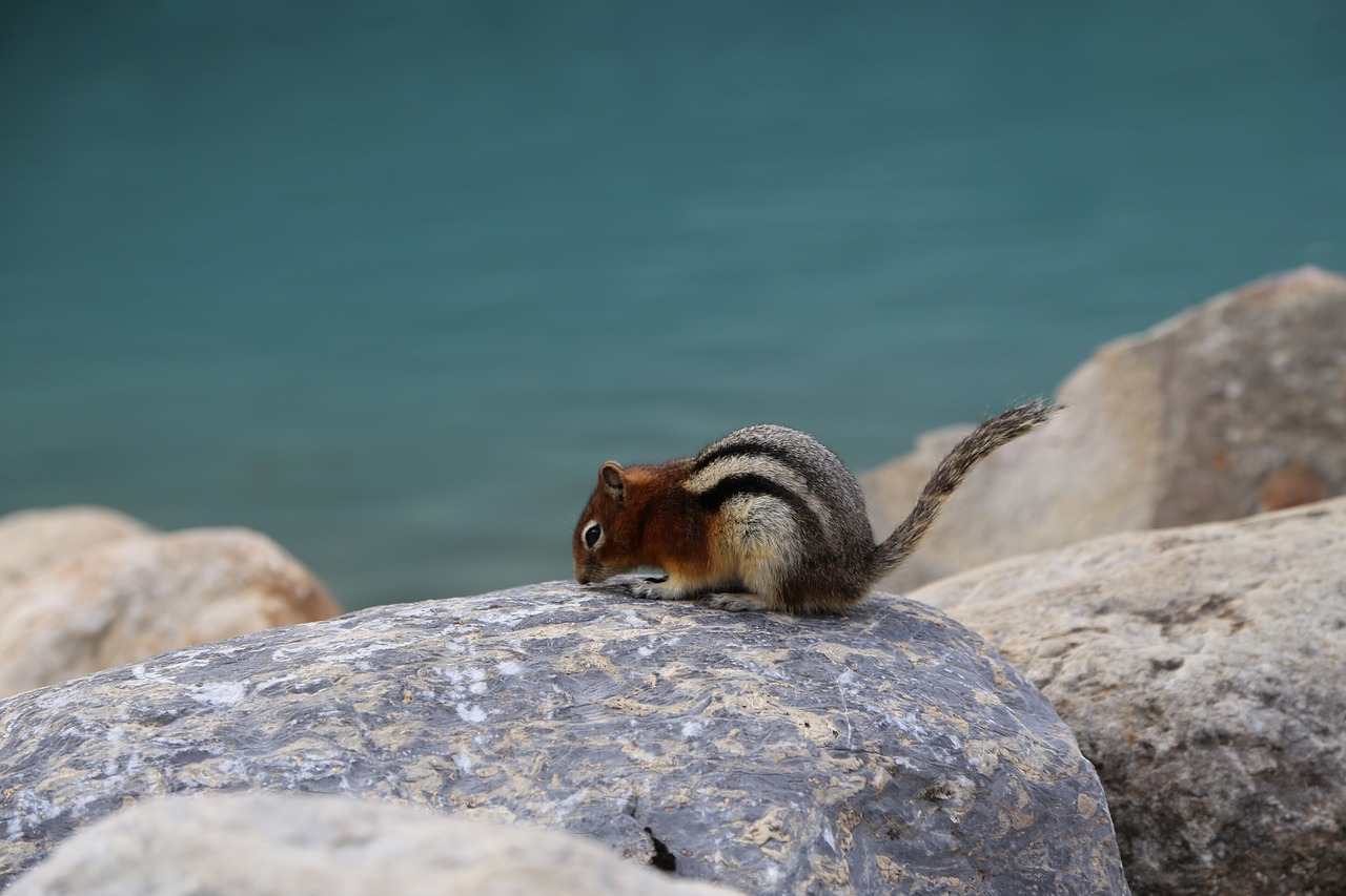 squirrel  clean console memory  animal free photo