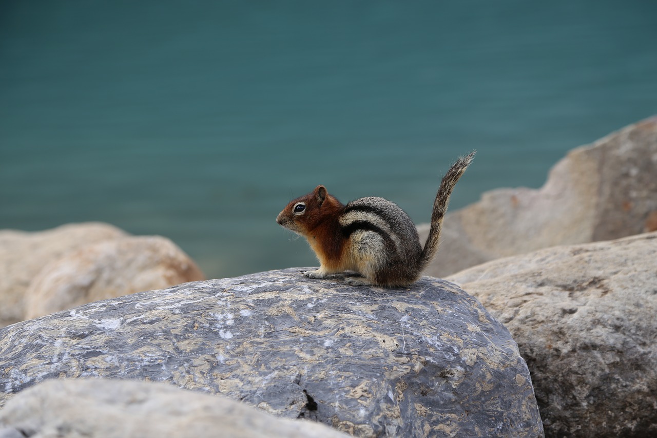 squirrel  clean console memory  animal free photo