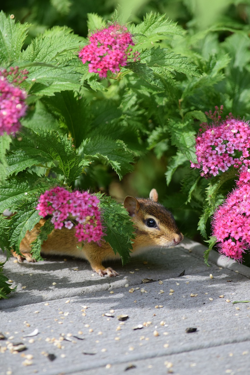 squirrel  chipmunk  rodent free photo