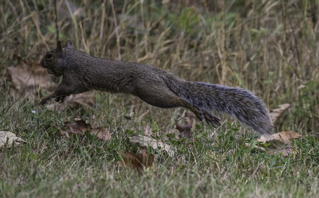 squirrel  running  tail free photo