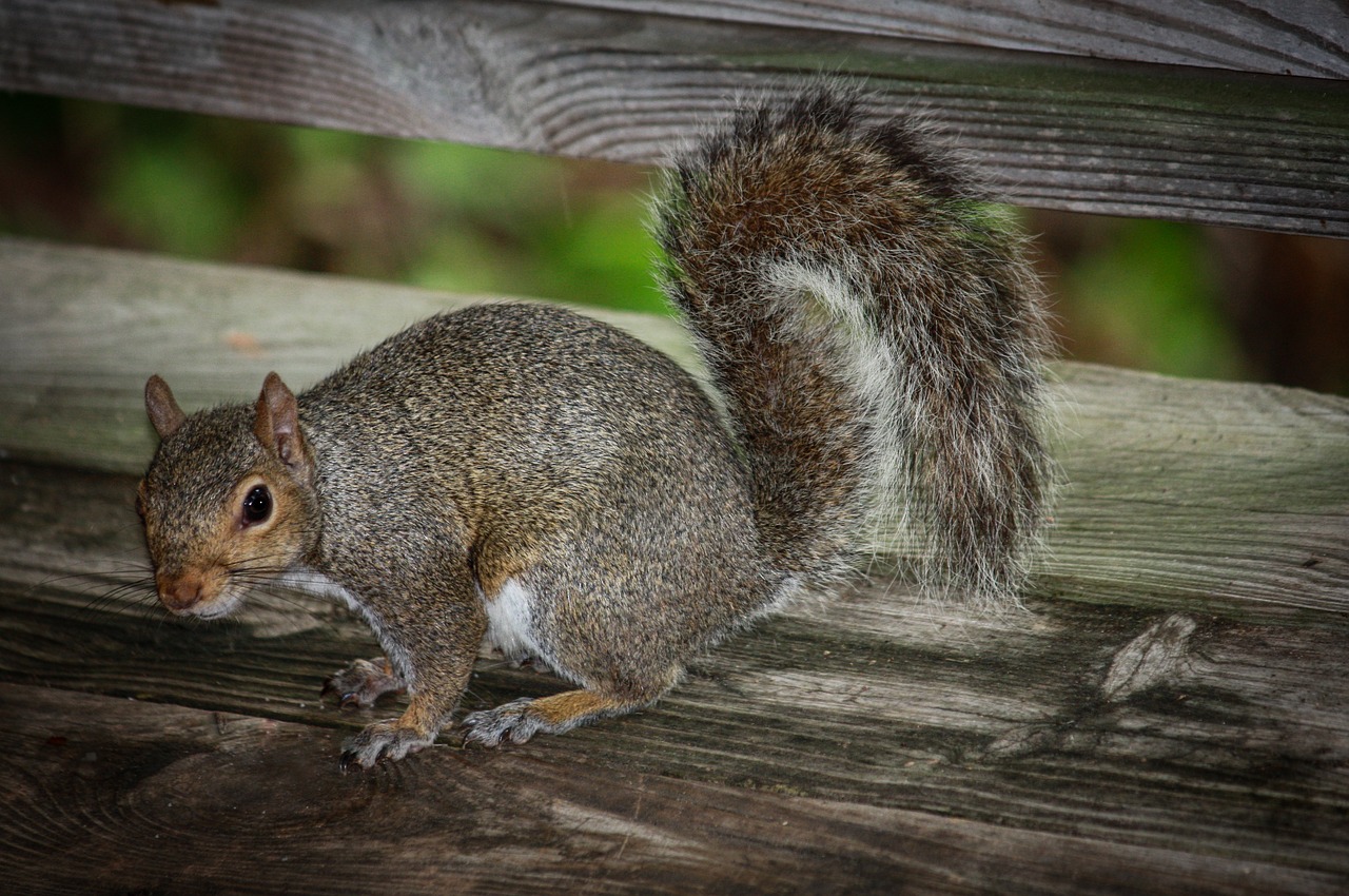 squirrel  animal  little free photo