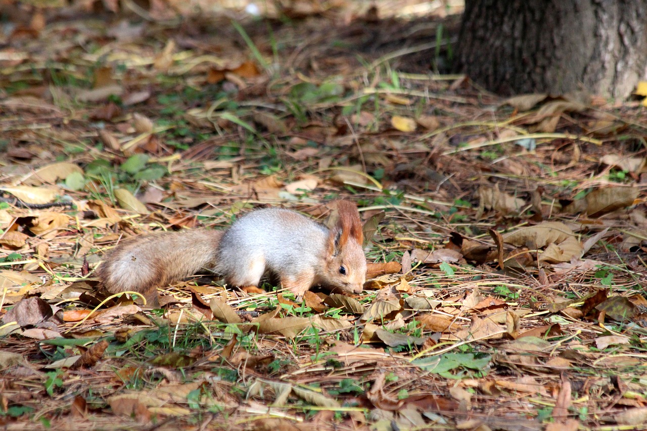 squirrel  red squirrel  autumn free photo