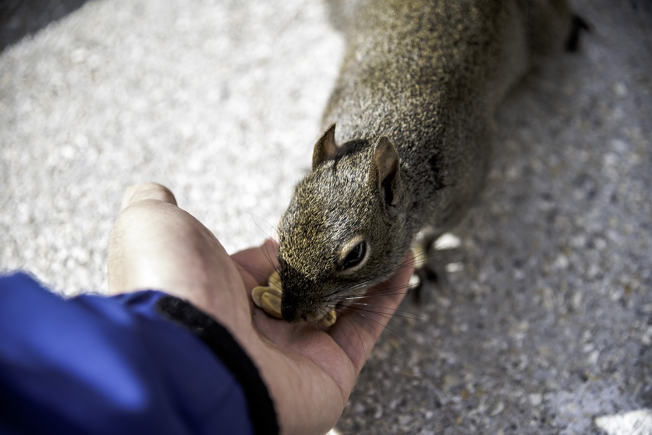 squirrel  feeding  wildlife free photo