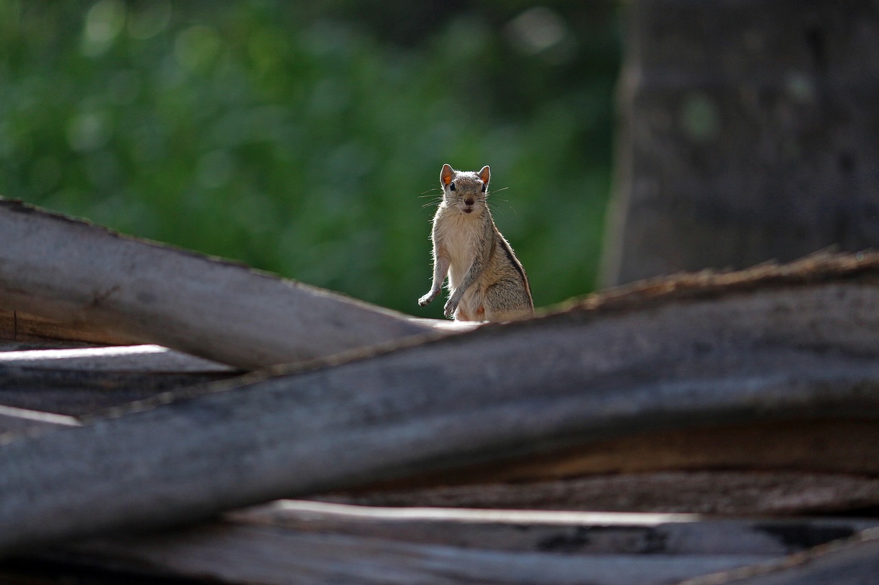 squirrel  animal  nature free photo