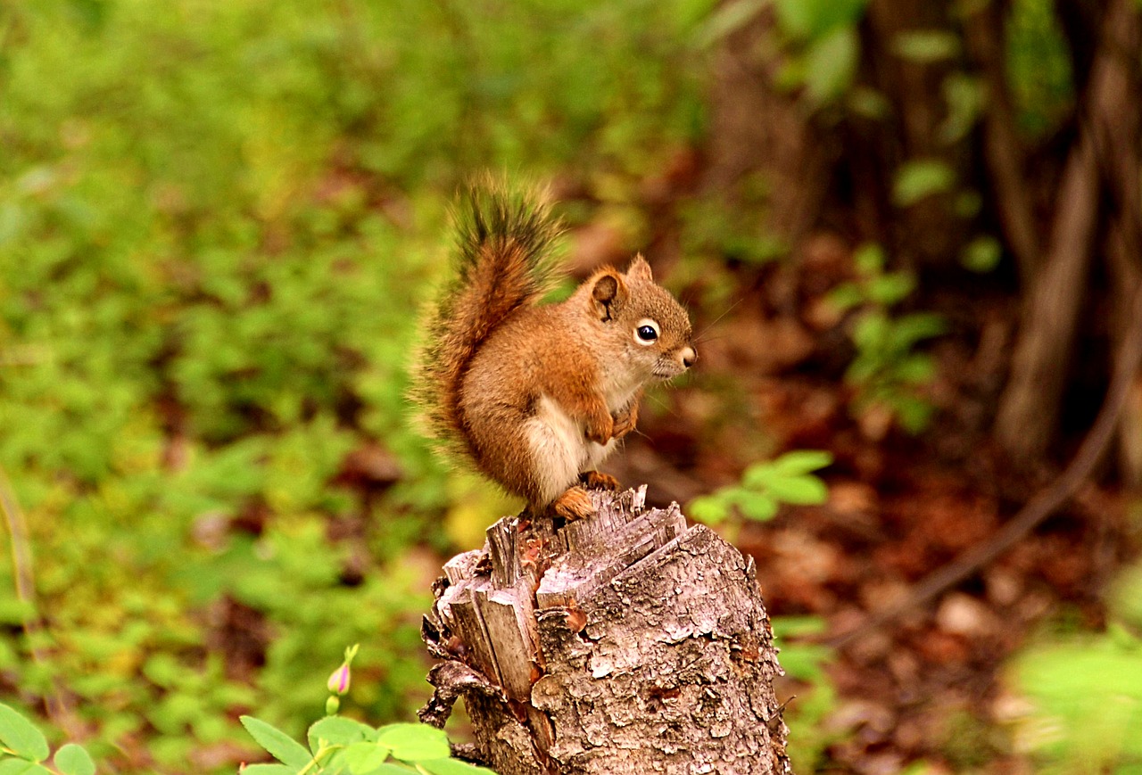 squirrel  animal  animal world free photo