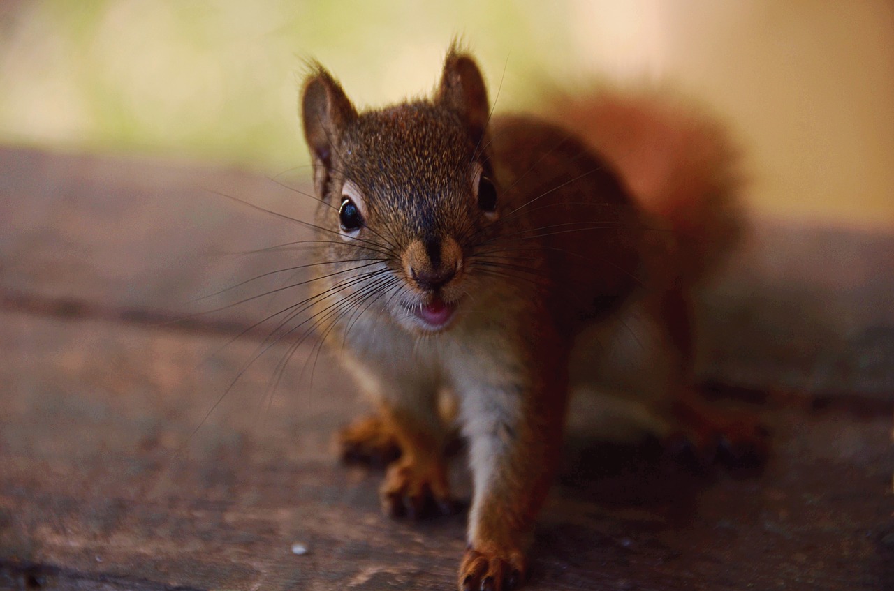 squirrel  animal  animal world free photo