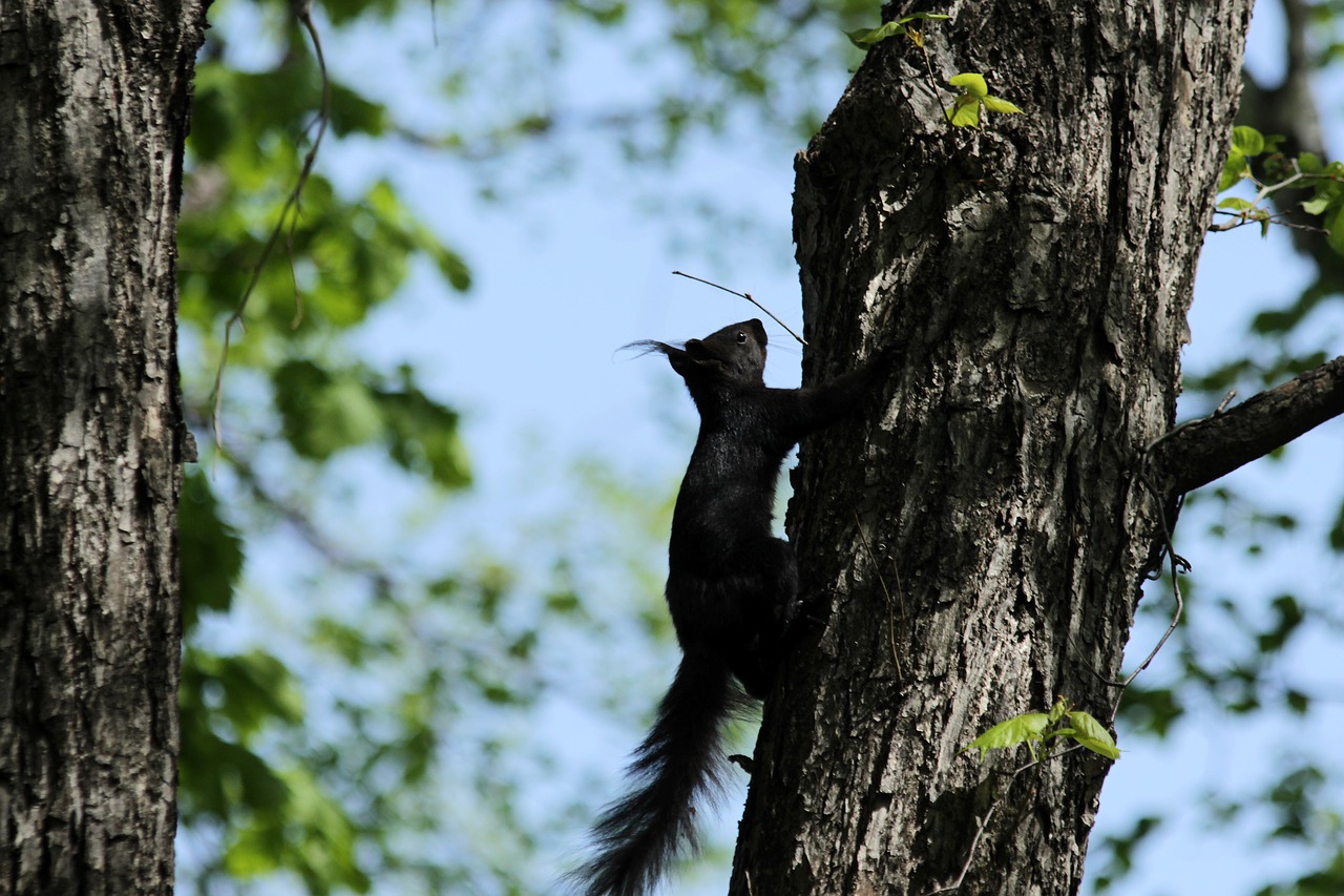 squirrel  black squirrel  rodent free photo